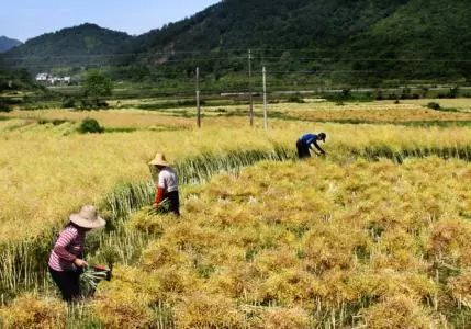 秸稈禁燒季 | 禁止一切露天焚燒秸稈行為！附縣政府禁燒通告、鎮(zhèn)政府倡議書